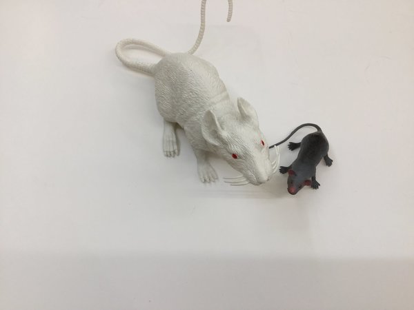 Rata blanca i ratolí
